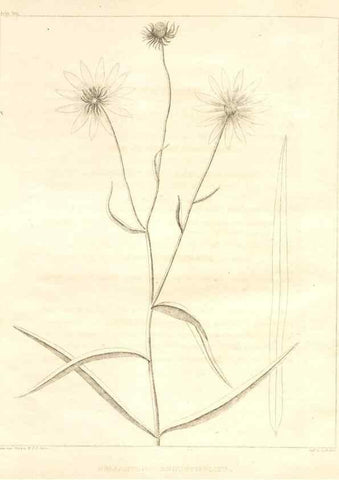 Reproducción/Reproduction 7361702936: A flora of North America :. Philadelphia :M. Carey & Sons,1821-23.