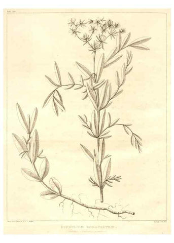 Reproducción/Reproduction 7361703764: A flora of North America :. Philadelphia :M. Carey & Sons,1821-23.