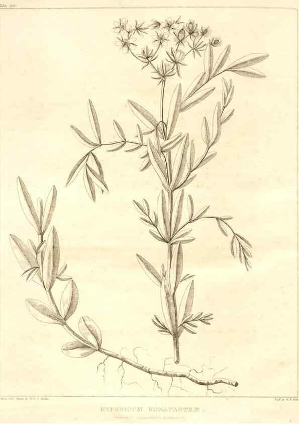 Reproducción/Reproduction 7361703764: A flora of North America :. Philadelphia :M. Carey & Sons,1821-23.