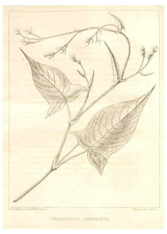 Reproducción/Reproduction 7361698826: A flora of North America :. Philadelphia :M. Carey & Sons,1821-23.