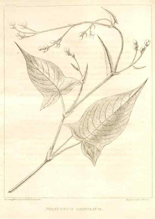 Reproducción/Reproduction 7361698826: A flora of North America :. Philadelphia :M. Carey & Sons,1821-23.