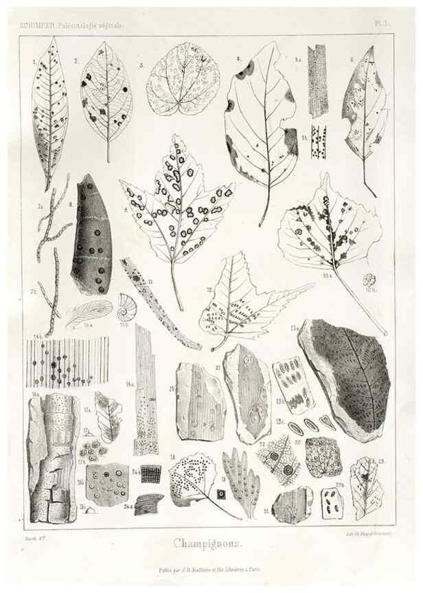 Reproducción/Reproduction 7361787162: Traité de paléontologie végétale, ou, La flore du monde primitif dans ses rapports avec les formations géologiques et la flore du monde actuel /. Paris :J.B. Baillière et fils,1869-1874.