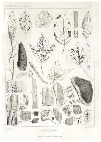 Reproducción/Reproduction 7361787162: Traité de paléontologie végétale, ou, La flore du monde primitif dans ses rapports avec les formations géologiques et la flore du monde actuel /. Paris :J.B. Baillière et fils,1869-1874.