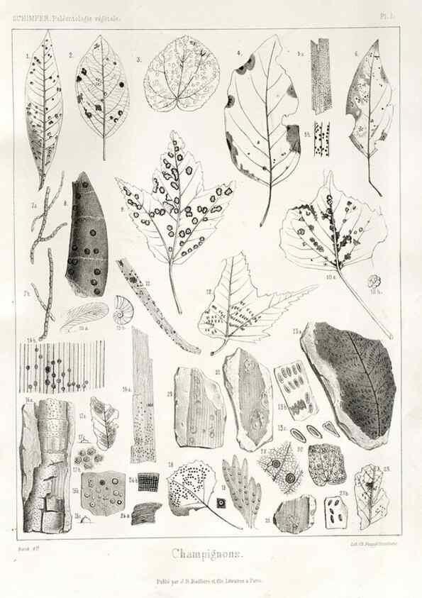 Reproducción/Reproduction 7361787162: Traité de paléontologie végétale, ou, La flore du monde primitif dans ses rapports avec les formations géologiques et la flore du monde actuel /. Paris :J.B. Baillière et fils,1869-1874.