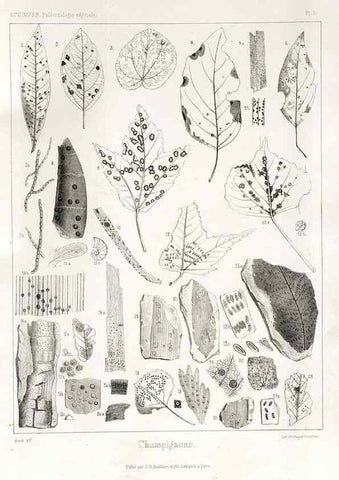 Reproducción/Reproduction 7361787162: Traité de paléontologie végétale, ou, La flore du monde primitif dans ses rapports avec les formations géologiques et la flore du monde actuel /. Paris :J.B. Baillière et fils,1869-1874.