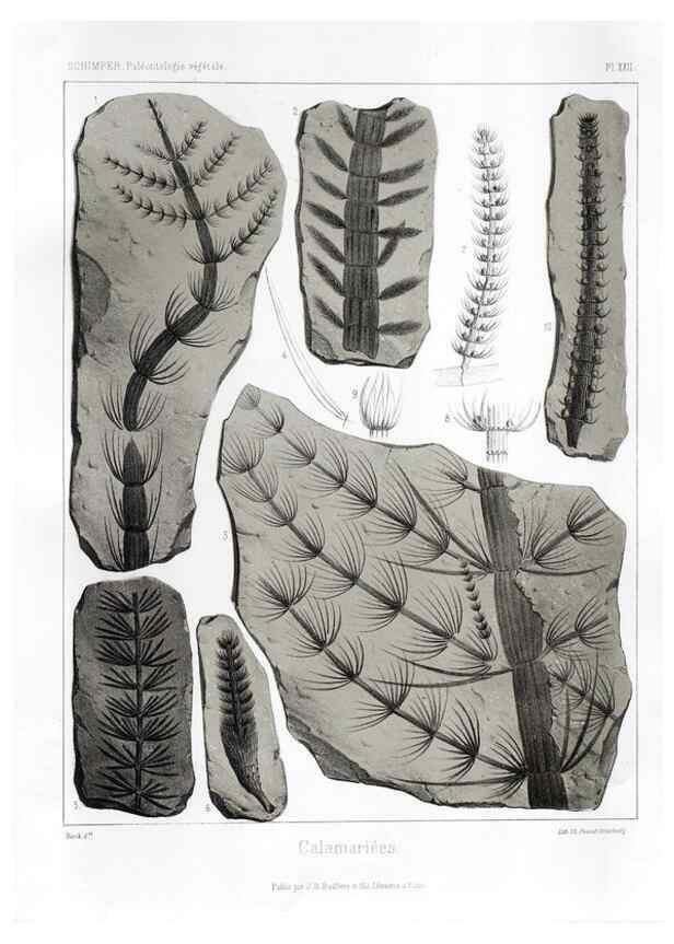 Reproducción/Reproduction 7361818834: Traité de paléontologie végétale, ou, La flore du monde primitif dans ses rapports avec les formations géologiques et la flore du monde actuel /. Paris :J.B. Baillière et fils,1869-1874.