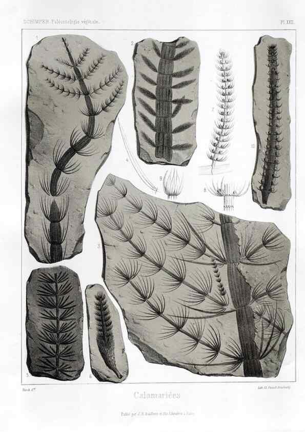 Reproducción/Reproduction 7361818834: Traité de paléontologie végétale, ou, La flore du monde primitif dans ses rapports avec les formations géologiques et la flore du monde actuel /. Paris :J.B. Baillière et fils,1869-1874.