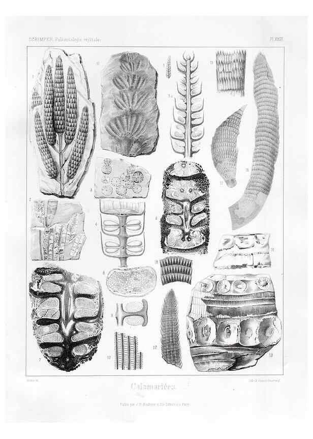 Reproducción/Reproduction 7176595967: Traité de paléontologie végétale, ou, La flore du monde primitif dans ses rapports avec les formations géologiques et la flore du monde actuel /. Paris :J.B. Baillière et fils,1869-1874.