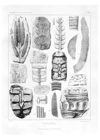 Reproducción/Reproduction 7176595967: Traité de paléontologie végétale, ou, La flore du monde primitif dans ses rapports avec les formations géologiques et la flore du monde actuel /. Paris :J.B. Baillière et fils,1869-1874.