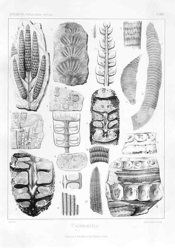 Reproducción/Reproduction 7176595967: Traité de paléontologie végétale, ou, La flore du monde primitif dans ses rapports avec les formations géologiques et la flore du monde actuel /. Paris :J.B. Baillière et fils,1869-1874.