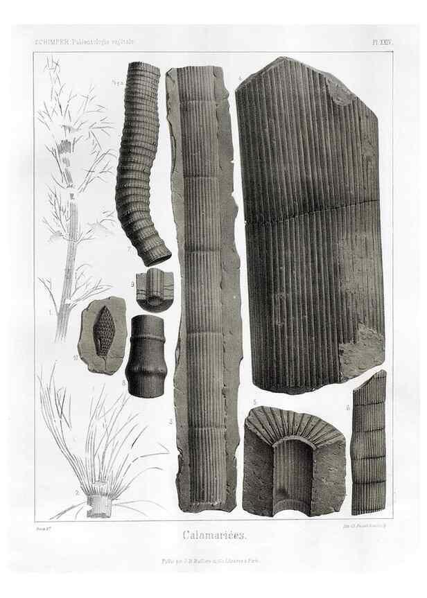 Reproducción/Reproduction 7361821822: Traité de paléontologie végétale, ou, La flore du monde primitif dans ses rapports avec les formations géologiques et la flore du monde actuel /. Paris :J.B. Baillière et fils,1869-1874.