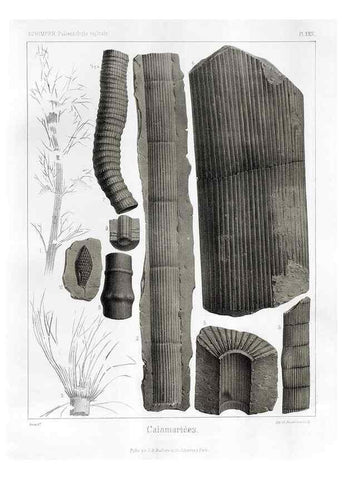 Reproducción/Reproduction 7361821822: Traité de paléontologie végétale, ou, La flore du monde primitif dans ses rapports avec les formations géologiques et la flore du monde actuel /. Paris :J.B. Baillière et fils,1869-1874.