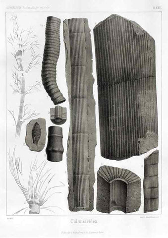 Reproducción/Reproduction 7361821822: Traité de paléontologie végétale, ou, La flore du monde primitif dans ses rapports avec les formations géologiques et la flore du monde actuel /. Paris :J.B. Baillière et fils,1869-1874.