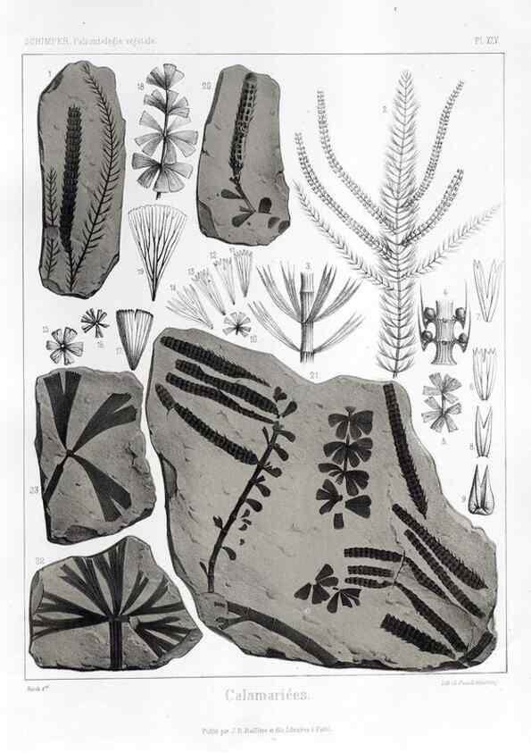 Reproducción/Reproduction 7361823592: Traité de paléontologie végétale, ou, La flore du monde primitif dans ses rapports avec les formations géologiques et la flore du monde actuel /. Paris :J.B. Baillière et fils,1869-1874.
