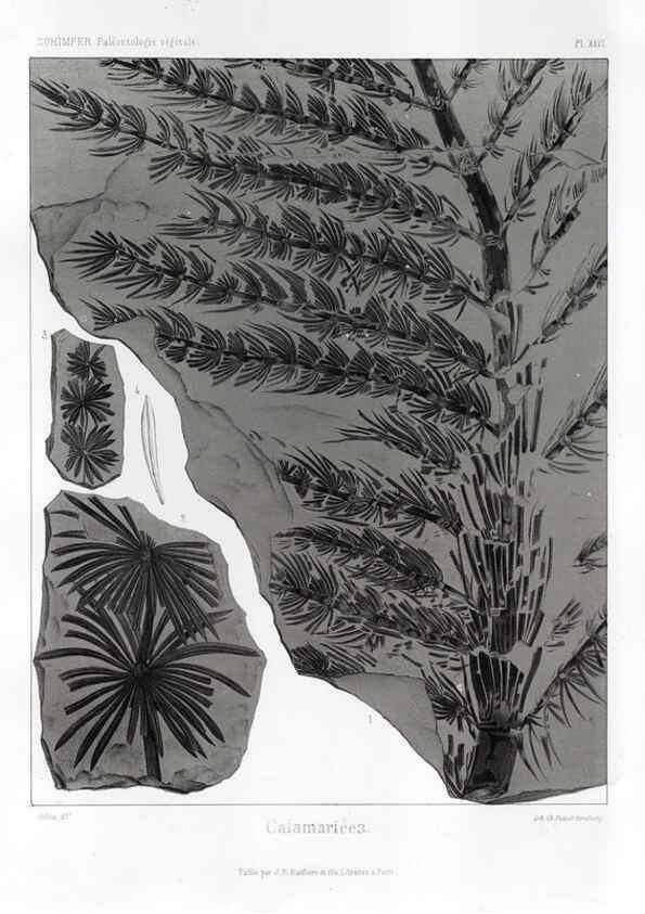 Reproducción/Reproduction 7361825666: Traité de paléontologie végétale, ou, La flore du monde primitif dans ses rapports avec les formations géologiques et la flore du monde actuel /. Paris :J.B. Baillière et fils,1869-1874.
