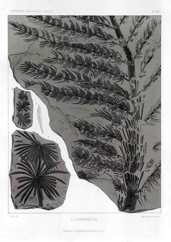 Reproducción/Reproduction 7361825666: Traité de paléontologie végétale, ou, La flore du monde primitif dans ses rapports avec les formations géologiques et la flore du monde actuel /. Paris :J.B. Baillière et fils,1869-1874.