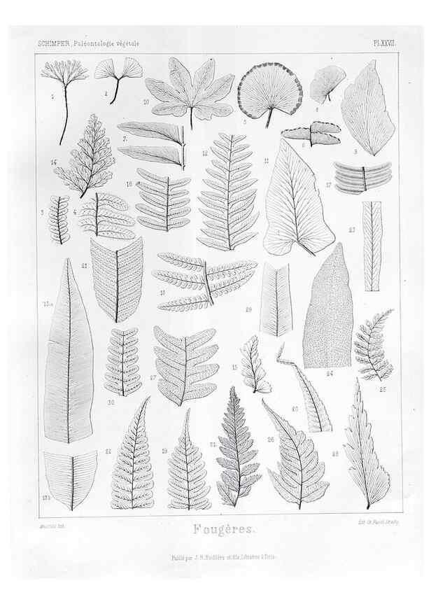 Reproducción/Reproduction 7361827534: Traité de paléontologie végétale, ou, La flore du monde primitif dans ses rapports avec les formations géologiques et la flore du monde actuel /. Paris :J.B. Baillière et fils,1869-1874.