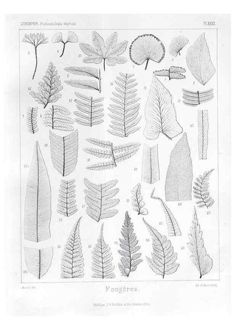 Reproducción/Reproduction 7361827534: Traité de paléontologie végétale, ou, La flore du monde primitif dans ses rapports avec les formations géologiques et la flore du monde actuel /. Paris :J.B. Baillière et fils,1869-1874.