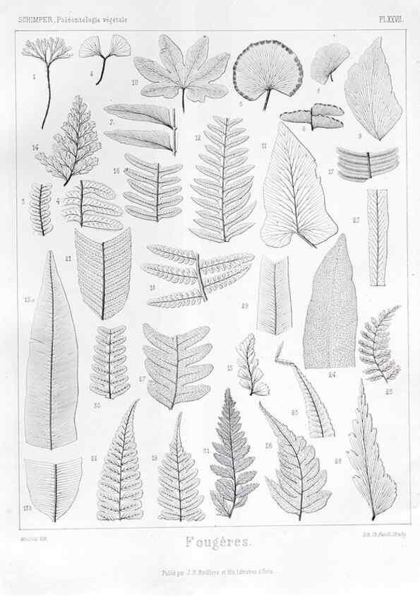 Reproducción/Reproduction 7361827534: Traité de paléontologie végétale, ou, La flore du monde primitif dans ses rapports avec les formations géologiques et la flore du monde actuel /. Paris :J.B. Baillière et fils,1869-1874.