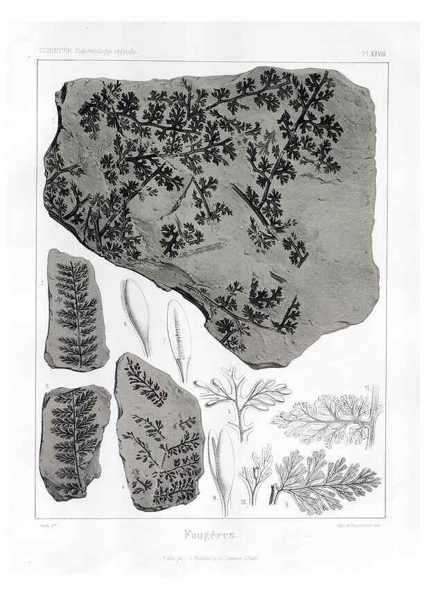 Reproducción/Reproduction 7176604629: Traité de paléontologie végétale, ou, La flore du monde primitif dans ses rapports avec les formations géologiques et la flore du monde actuel /. Paris :J.B. Baillière et fils,1869-1874.