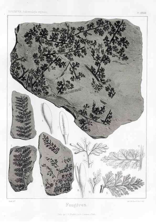 Reproducción/Reproduction 7176604629: Traité de paléontologie végétale, ou, La flore du monde primitif dans ses rapports avec les formations géologiques et la flore du monde actuel /. Paris :J.B. Baillière et fils,1869-1874.