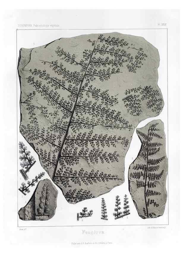 Reproducción/Reproduction 7361830596: Traité de paléontologie végétale, ou, La flore du monde primitif dans ses rapports avec les formations géologiques et la flore du monde actuel /. Paris :J.B. Baillière et fils,1869-1874.