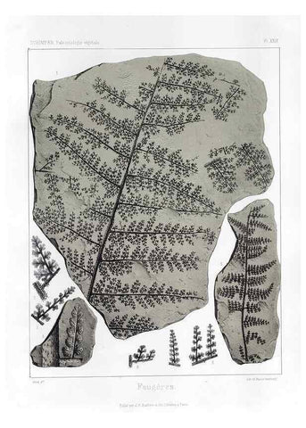 Reproducción/Reproduction 7361830596: Traité de paléontologie végétale, ou, La flore du monde primitif dans ses rapports avec les formations géologiques et la flore du monde actuel /. Paris :J.B. Baillière et fils,1869-1874.
