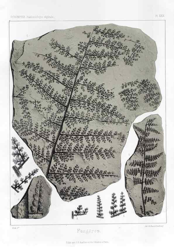 Reproducción/Reproduction 7361830596: Traité de paléontologie végétale, ou, La flore du monde primitif dans ses rapports avec les formations géologiques et la flore du monde actuel /. Paris :J.B. Baillière et fils,1869-1874.