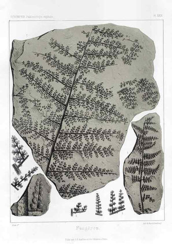 Reproducción/Reproduction 7361830596: Traité de paléontologie végétale, ou, La flore du monde primitif dans ses rapports avec les formations géologiques et la flore du monde actuel /. Paris :J.B. Baillière et fils,1869-1874.