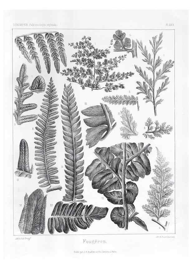 Reproducción/Reproduction 7361832190: Traité de paléontologie végétale, ou, La flore du monde primitif dans ses rapports avec les formations géologiques et la flore du monde actuel /. Paris :J.B. Baillière et fils,1869-1874.
