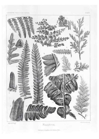Reproducción/Reproduction 7361832190: Traité de paléontologie végétale, ou, La flore du monde primitif dans ses rapports avec les formations géologiques et la flore du monde actuel /. Paris :J.B. Baillière et fils,1869-1874.