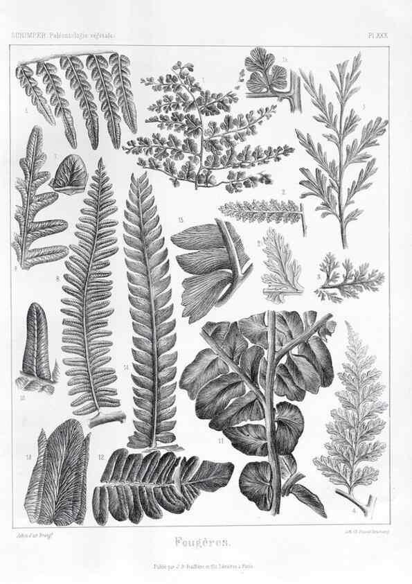 Reproducción/Reproduction 7361832190: Traité de paléontologie végétale, ou, La flore du monde primitif dans ses rapports avec les formations géologiques et la flore du monde actuel /. Paris :J.B. Baillière et fils,1869-1874.