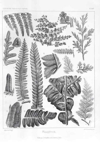 Reproducción/Reproduction 7361832190: Traité de paléontologie végétale, ou, La flore du monde primitif dans ses rapports avec les formations géologiques et la flore du monde actuel /. Paris :J.B. Baillière et fils,1869-1874.
