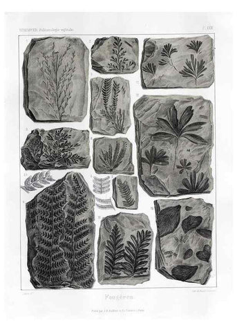 Reproducción/Reproduction 7176610165: Traité de paléontologie végétale, ou, La flore du monde primitif dans ses rapports avec les formations géologiques et la flore du monde actuel /. Paris :J.B. Baillière et fils,1869-1874.