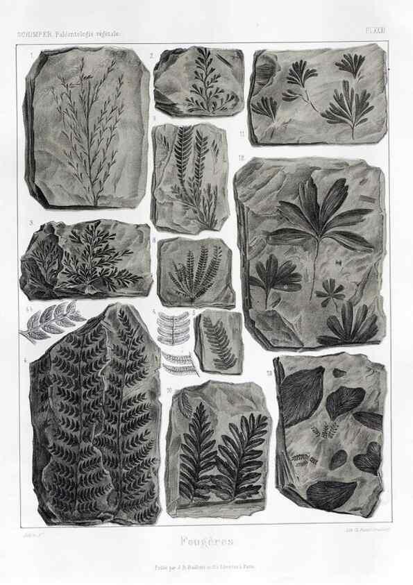Reproducción/Reproduction 7176610165: Traité de paléontologie végétale, ou, La flore du monde primitif dans ses rapports avec les formations géologiques et la flore du monde actuel /. Paris :J.B. Baillière et fils,1869-1874.