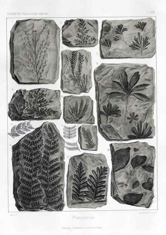 Reproducción/Reproduction 7176610165: Traité de paléontologie végétale, ou, La flore du monde primitif dans ses rapports avec les formations géologiques et la flore du monde actuel /. Paris :J.B. Baillière et fils,1869-1874.