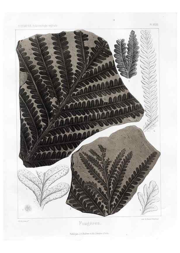Reproducción/Reproduction 7361836252: Traité de paléontologie végétale, ou, La flore du monde primitif dans ses rapports avec les formations géologiques et la flore du monde actuel /. Paris :J.B. Baillière et fils,1869-1874.