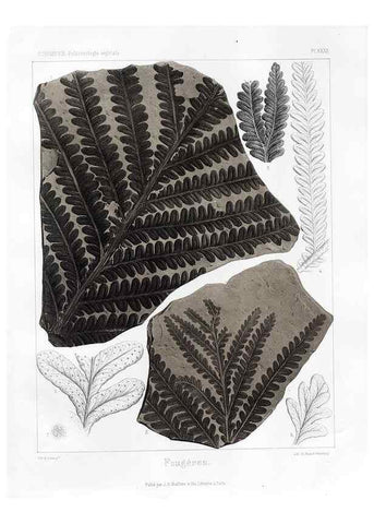 Reproducción/Reproduction 7361836252: Traité de paléontologie végétale, ou, La flore du monde primitif dans ses rapports avec les formations géologiques et la flore du monde actuel /. Paris :J.B. Baillière et fils,1869-1874.