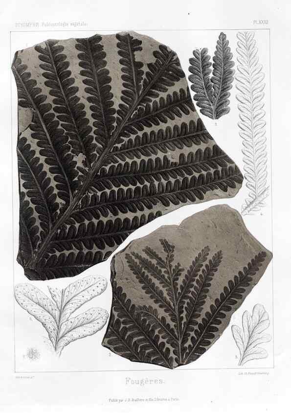 Reproducción/Reproduction 7361836252: Traité de paléontologie végétale, ou, La flore du monde primitif dans ses rapports avec les formations géologiques et la flore du monde actuel /. Paris :J.B. Baillière et fils,1869-1874.