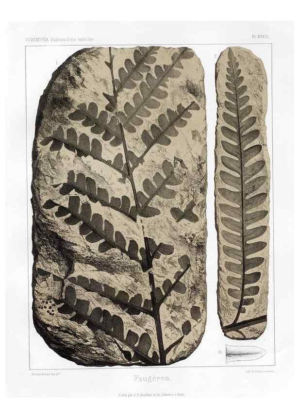 Reproducción/Reproduction 7176613335: Traité de paléontologie végétale, ou, La flore du monde primitif dans ses rapports avec les formations géologiques et la flore du monde actuel /. Paris :J.B. Baillière et fils,1869-1874.