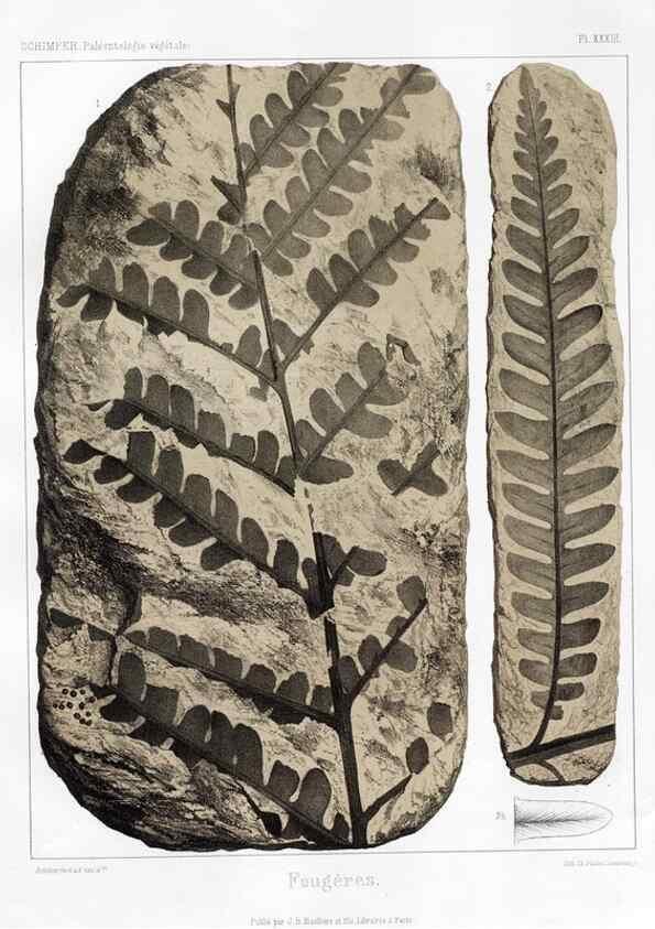 Reproducción/Reproduction 7176613335: Traité de paléontologie végétale, ou, La flore du monde primitif dans ses rapports avec les formations géologiques et la flore du monde actuel /. Paris :J.B. Baillière et fils,1869-1874.