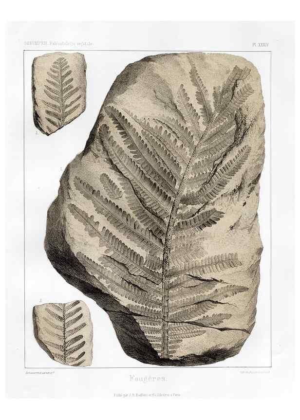 Reproducción/Reproduction 7176614843: Traité de paléontologie végétale, ou, La flore du monde primitif dans ses rapports avec les formations géologiques et la flore du monde actuel /. Paris :J.B. Baillière et fils,1869-1874.