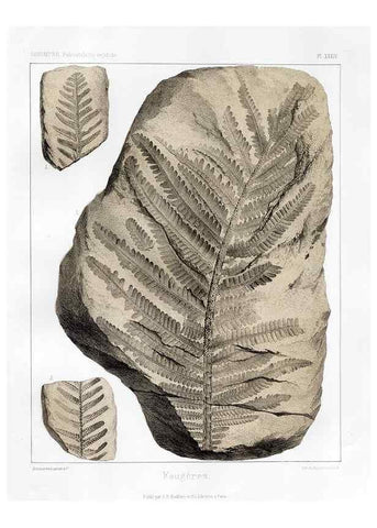 Reproducción/Reproduction 7176614843: Traité de paléontologie végétale, ou, La flore du monde primitif dans ses rapports avec les formations géologiques et la flore du monde actuel /. Paris :J.B. Baillière et fils,1869-1874.