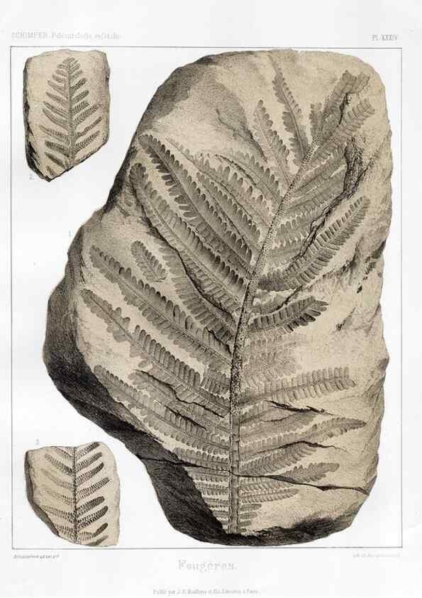 Reproducción/Reproduction 7176614843: Traité de paléontologie végétale, ou, La flore du monde primitif dans ses rapports avec les formations géologiques et la flore du monde actuel /. Paris :J.B. Baillière et fils,1869-1874.