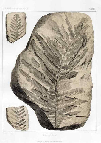 Reproducción/Reproduction 7176614843: Traité de paléontologie végétale, ou, La flore du monde primitif dans ses rapports avec les formations géologiques et la flore du monde actuel /. Paris :J.B. Baillière et fils,1869-1874.