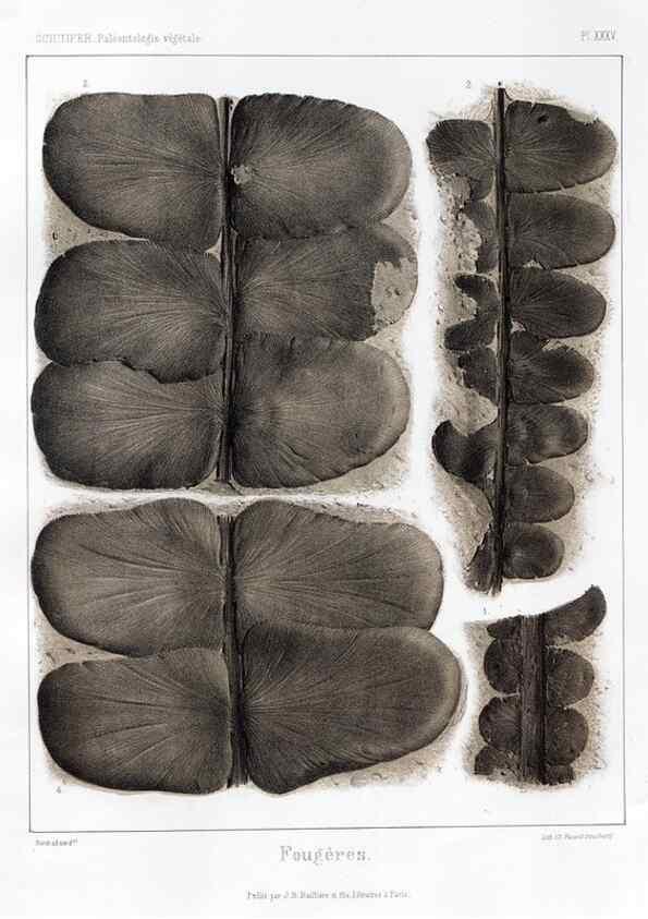 Reproducción/Reproduction 7361841184: Traité de paléontologie végétale, ou, La flore du monde primitif dans ses rapports avec les formations géologiques et la flore du monde actuel /. Paris :J.B. Baillière et fils,1869-1874.