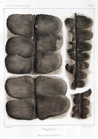Reproducción/Reproduction 7361841184: Traité de paléontologie végétale, ou, La flore du monde primitif dans ses rapports avec les formations géologiques et la flore du monde actuel /. Paris :J.B. Baillière et fils,1869-1874.