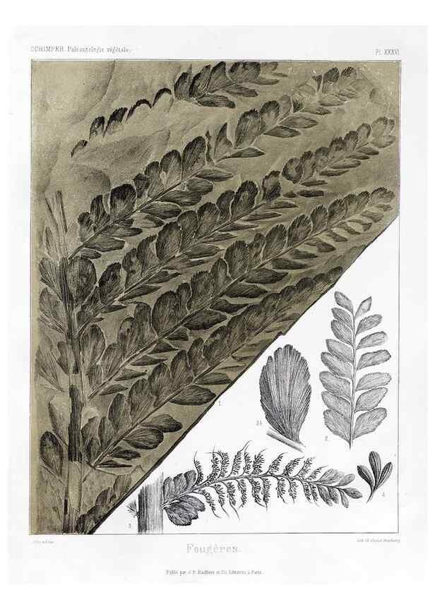 Reproducción/Reproduction 7361842314: Traité de paléontologie végétale, ou, La flore du monde primitif dans ses rapports avec les formations géologiques et la flore du monde actuel /. Paris :J.B. Baillière et fils,1869-1874.