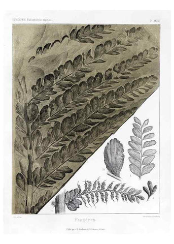 Reproducción/Reproduction 7361842314: Traité de paléontologie végétale, ou, La flore du monde primitif dans ses rapports avec les formations géologiques et la flore du monde actuel /. Paris :J.B. Baillière et fils,1869-1874.