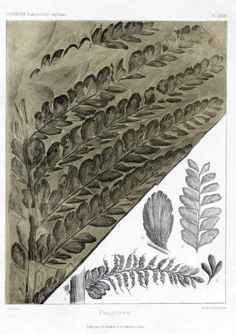 Reproducción/Reproduction 7361842314: Traité de paléontologie végétale, ou, La flore du monde primitif dans ses rapports avec les formations géologiques et la flore du monde actuel /. Paris :J.B. Baillière et fils,1869-1874.